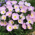 Showy Evening Primrose Seeds for Planting, Pink Ladies, Amapola, Mexican Primrose, FREE SHIP â€“ Heirloom, Non-GMO, Drought-Tolerant, Perennial seeds for planting in home garden â€“ heirloom, non-GMO variety