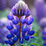 Arroyo Lupine Seeds for Planting Non-GMO Seed Store – Heirloom seeds for planting in home garden – heirloom, non-GMO variety