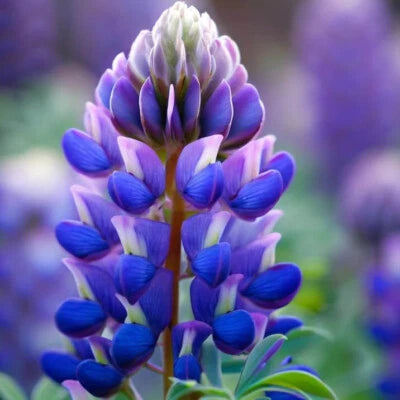 Arroyo Lupine Seeds for Planting Non-GMO Seed Store – Heirloom seeds for planting in home garden – heirloom, non-GMO variety