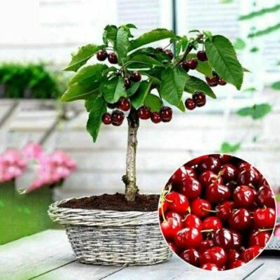 Cherry Seeds for Planting Organic Seeds for Planting Fruit Seeds for Planting Bonsai Tree High seed in the Garden â€“ Heirloom, Non-GMO seeds for planting in home garden â€“ heirloom, non-GMO variety