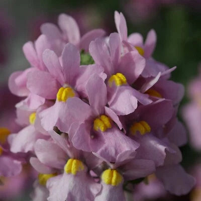 Nemesia Seeds for Planting Pelleted Seeds for Planting Nemesia Seventh Heaven Pink – Heirloom, Non-GMO seeds for planting in home garden – heirloom, non-GMO variety