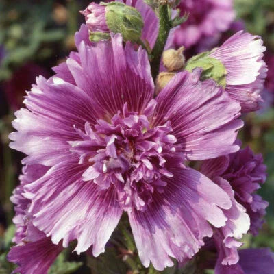 Queeny Purple Hollyhock Seeds for Planting AAS Winner – Heirloom, Non-GMO seeds for planting in home garden – heirloom, non-GMO variety
