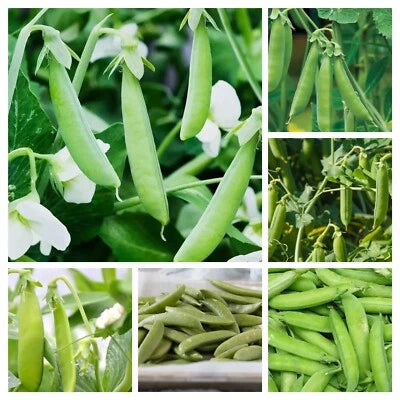 ct Pea Variety Pack - Sugar Ann, Little Marvel, Alaska, Snow, and More – Heirloom, Non-GMO, Fragrant, Climbing Annual seeds for planting in home garden – heirloom, non-GMO variety