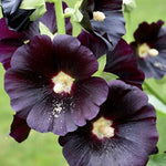 Nigra Hollyhock Seeds for Planting Large Black Deep Red Flowers – Heirloom, Non-GMO seeds for planting in home garden – heirloom, non-GMO variety