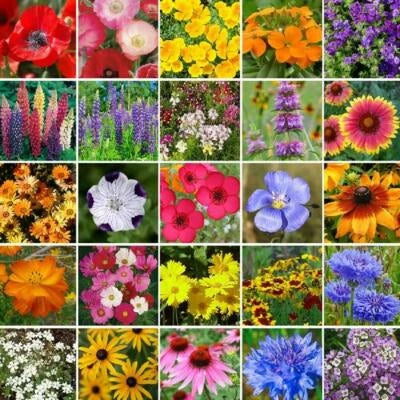 SOUTHEAST Wildflower Mix Species Flower Gardening USA Non-GMO – Heirloom seeds for planting in home garden – heirloom, non-GMO variety