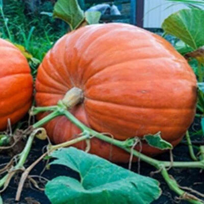 BIG MAX PUMPKIN SEEDS POUNDS HUGE FRESH FOR GARDENS â€“ Heirloom, Non-GMO seeds for planting in home garden â€“ heirloom, non-GMO variety
