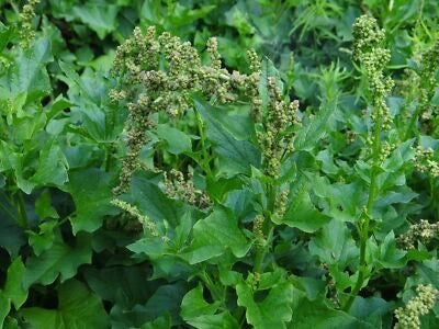 GOOD-KING-HENRY Seeds for Planting (Chenopodium bonus-henricus) â€“ Heirloom, Non-GMO seeds for planting in home garden â€“ heirloom, non-GMO variety