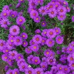 New England ASTER Purple Perennial Heirloom Fall Planting USA Non-GMO seeds for planting in home garden – heirloom, non-GMO variety