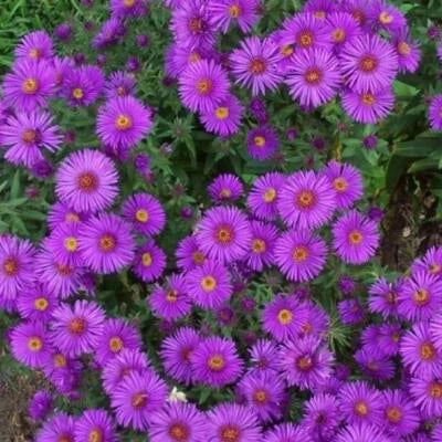 New England ASTER Purple Perennial Heirloom Fall Planting USA Non-GMO seeds for planting in home garden – heirloom, non-GMO variety