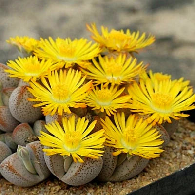 Lithops bonsai SS0066 Living Stones Flower Succulent Cactus Rare Succulent seeds – Heirloom, Non-GMO seeds for planting in home garden – heirloom, non-GMO variety