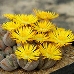 Lithops bonsai SS0066 Living Stones Flower Succulent Cactus Rare Succulent seeds – Heirloom, Non-GMO seeds for planting in home garden – heirloom, non-GMO variety