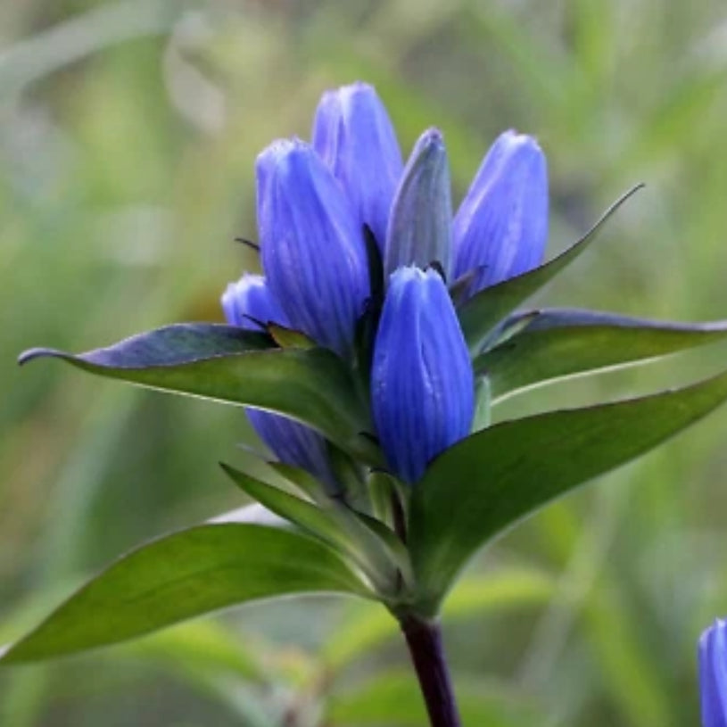 Bottle Gentian Seeds for Planting, Gentiana andrewsii, Native Perennial Wildflower – Heirloom, Non-GMO seeds for planting in home garden – heirloom, non-GMO variety