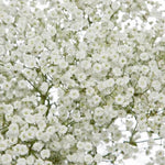 Baby's Breath Seeds for Planting Non-GMO Seed Store – Heirloom seeds for planting in home garden – heirloom, non-GMO variety