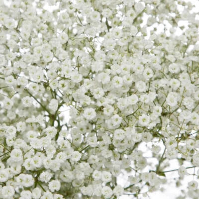 Baby's Breath Seeds for Planting Non-GMO Seed Store – Heirloom seeds for planting in home garden – heirloom, non-GMO variety