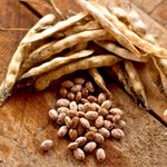Pinto Bean Seeds Non-GMO, For Planting Bush Shell Beans Spanish Pea – Heirloom, Fragrant, Climbing Annual seeds for planting in home garden – heirloom, non-GMO variety