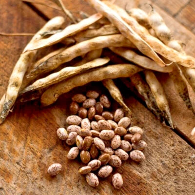 Pinto Bean Seeds Non-GMO, For Planting Bush Shell Beans Spanish Pea – Heirloom, Fragrant, Climbing Annual seeds for planting in home garden – heirloom, non-GMO variety