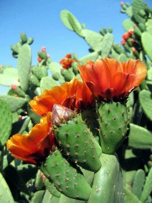 Opuntia tomentosa Velvet Tree Pear Cactus Seeds for Planting – Heirloom, Non-GMO, Fragrant, Climbing Annual seeds for planting in home garden – heirloom, non-GMO variety