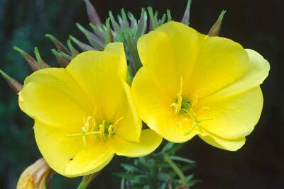 Common Evening Primrose Seeds for Planting, Beautiful Yellow Flowers, Fragrant, FREE SHIP â€“ Heirloom, Non-GMO, Drought-Tolerant, Perennial seeds for planting in home garden â€“ heirloom, non-GMO variety