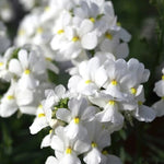 Nemesia Seeds for Planting Pelleted Seeds for Planting Nemesia Seventh Heaven White – Heirloom, Non-GMO seeds for planting in home garden – heirloom, non-GMO variety