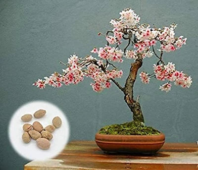 Japanese Flowering Cherry Blossom Bonsai Seeds for Planting, Fresh Exotic Rare Bonsai Seed – Heirloom, Non-GMO seeds for planting in home garden – heirloom, non-GMO variety