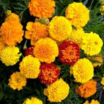 French Marigold PETITE MIX Double Dwarf Flowers Heirloom USA Non-GMO, Easy to Grow, Annual Blooms seeds for planting in home garden â€“ heirloom, non-GMO variety