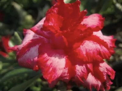 Pink BerryPink2 Desert Rose Seeds for Planting Adenium Obesum Flower – Heirloom, Non-GMO seeds for planting in home garden – heirloom, non-GMO variety