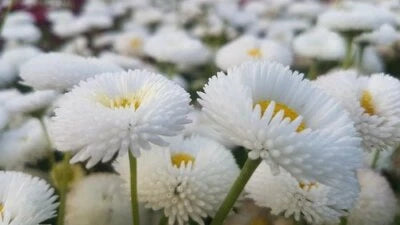 White Bellis Perennis Enorma Flower Seeds for Planting English Daisy Medicinal Herb – Heirloom, Non-GMO seeds for planting in home garden – heirloom, non-GMO variety