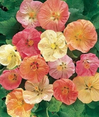 Abutilon Bella Tropical Flowering Maple Garden Seed – Heirloom, Non-GMO seeds for planting in home garden – heirloom, non-GMO variety