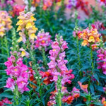 TETRA SNAPDRAGON SEEDS (Antirrhinum majus) - FLOWERS SEEDS USA FAST SHIP – Heirloom, Non-GMO, Easy to Grow, Annual Blooms seeds for planting in home garden – heirloom, non-GMO variety