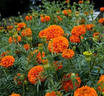 ORANGE CRACKERJACK MARIGOLD SEEDS HARVEST FRESH ORGANIC HEIRLOOM, Non-GMO, Easy to Grow, Annual Blooms seeds for planting in home garden – heirloom, non-GMO variety