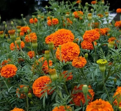 ORANGE CRACKERJACK MARIGOLD SEEDS HARVEST FRESH ORGANIC HEIRLOOM, Non-GMO, Easy to Grow, Annual Blooms seeds for planting in home garden – heirloom, non-GMO variety