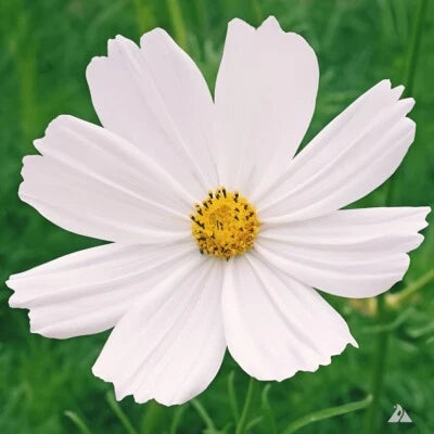 Purity Cosmos Non-GMO – Heirloom seeds for planting in home garden – heirloom, non-GMO variety
