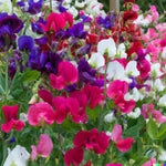 ct Sweet Pea Vine Seeds for Planting Royal Family Flower Garden Mix – Heirloom, Non-GMO, Fragrant, Climbing Annual seeds for planting in home garden – heirloom, non-GMO variety