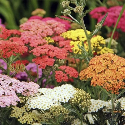 Yarrow COLORADO Mix Seeds for Planting Perennial Wildflower Xeriscaping Non-GMO USA – Heirloom seeds for planting in home garden – heirloom, non-GMO variety