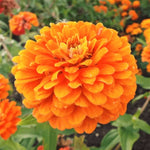 Orange King Zinnia Seeds for Planting Giant Double Orange Flowers Heirloom , Non-GMO, Easy to Grow, Annual Blooms seeds for planting in home garden – heirloom, non-GMO variety