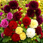 HOLLYHOCK AUTUMN MIX SEEDS HUMMINGBIRD HUGE FLOWERS BEES – Heirloom, Non-GMO seeds for planting in home garden – heirloom, non-GMO variety