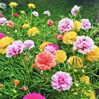MOSS ROSE SEEDS - PORTULACA DOUBLE MIX (Portulaca grandiflora) USA â€“ Heirloom, Non-GMO seeds for planting in home garden â€“ heirloom, non-GMO variety