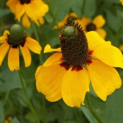 Clasping Coneflower Seeds for Planting Non-GMO Seed Store – Heirloom, Perennial, Pollinator-Friendly seeds for planting in home garden – heirloom, non-GMO variety