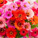 DAHLIA FLOWERED ZINNIA SEED MIX (Zinnia elegans) , USA SELLER â€“ Heirloom, Non-GMO, Easy to Grow, Annual Blooms seeds for planting in home garden â€“ heirloom, non-GMO variety