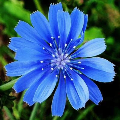 Chicory Seeds for Planting Non-GMO Flower Seeds for Planting Seed Store – Heirloom, Drought-Tolerant, Perennial seeds for planting in home garden – heirloom, non-GMO variety