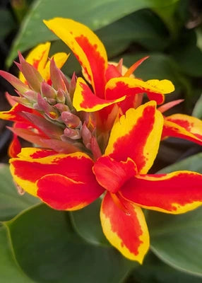 Canna Lily Starters Red Golden Flame Canna - Arizona Grown From Seed – Heirloom, Non-GMO seeds for planting in home garden – heirloom, non-GMO variety