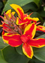 Canna Lily Starters Red Golden Flame Canna - Arizona Grown From Seed – Heirloom, Non-GMO seeds for planting in home garden – heirloom, non-GMO variety