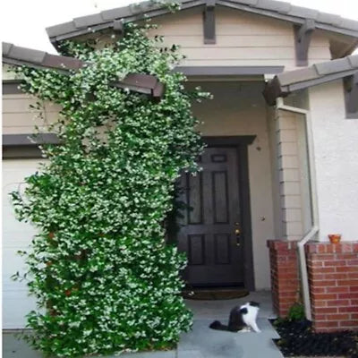 for White JASMINE rare flower exotic climber vine bush plant USA SELLER – Heirloom, Non-GMO seeds for planting in home garden – heirloom, non-GMO variety
