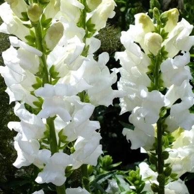 Snowflake Snapdragon Seeds for Planting Heirloom Non-GMO , Easy to Grow, Annual Blooms seeds for planting in home garden – heirloom, non-GMO variety