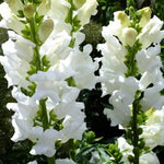 Snowflake Snapdragon Seeds for Planting Heirloom Non-GMO , Easy to Grow, Annual Blooms seeds for planting in home garden – heirloom, non-GMO variety