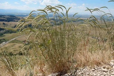 Canada Wild Rye Seeds for Planting Wild Pigment Co – Heirloom, Non-GMO seeds for planting in home garden – heirloom, non-GMO variety