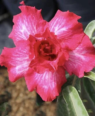 Romantic Pink Desert Rose Seeds for Planting Adenium Obesum Flower – Heirloom, Non-GMO seeds for planting in home garden – heirloom, non-GMO variety