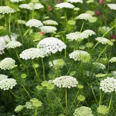 Bishop's Flower Seeds for Planting (False Queen Anne's Lace) Butterflies Non-GMO – Heirloom seeds for planting in home garden – heirloom, non-GMO variety