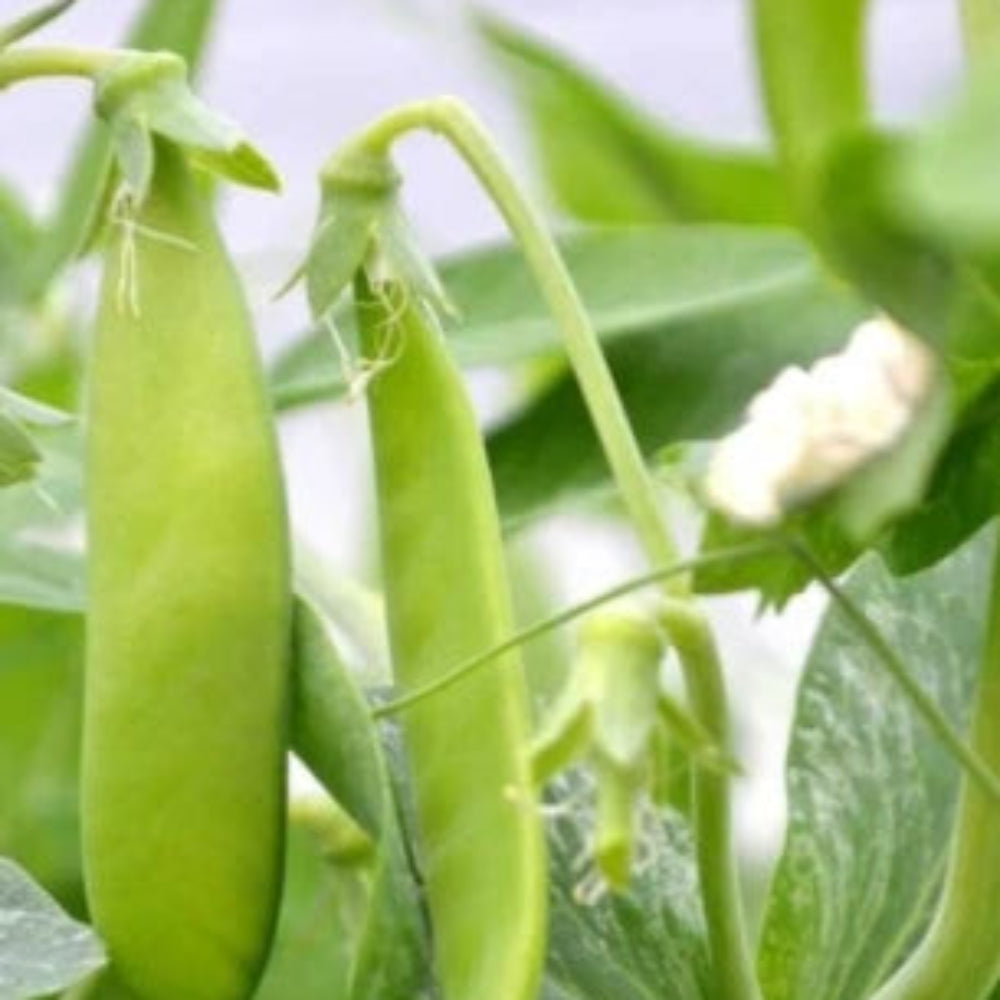 ct Snow Pea Seeds for Planting - Non-GMO Heirloom, Fragrant, Climbing Annual seeds for planting in home garden – heirloom, non-GMO variety