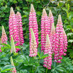 Chatelaine Lupine Seeds for Planting - Non-GMO Free Ship Seed Store – Heirloom seeds for planting in home garden – heirloom, non-GMO variety